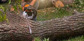 Best Commercial Tree Services  in Grandview, WA