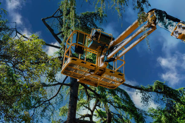 Why Choose Our Tree Removal Services in Grandview, WA?